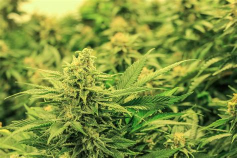 Green Crack Cannabis Strain | Colorado Harvest Company