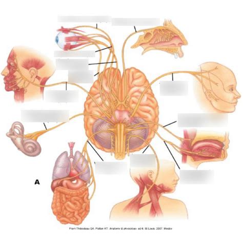 cranial nerve diagram quizlet