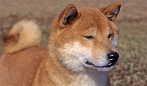 Shiba Inu Dog Breed Information Vetstreet Vetstreet