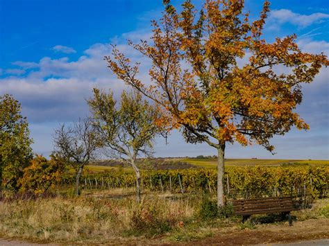 Autumn Vineyards Landscape Free Photo On Pixabay