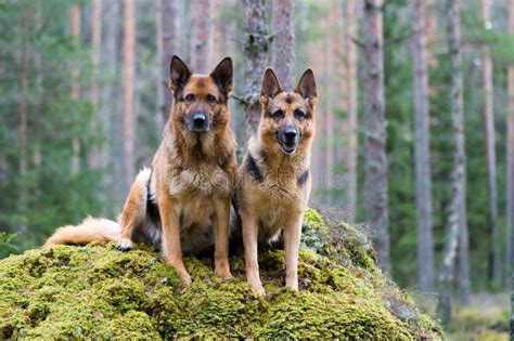 Two Germany Shepherds Stock Image Image Of Aggressive 4347171