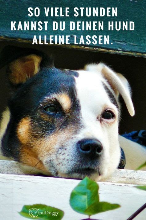 Abhängig von der größe und der rasse oder der mischung des hundes tritt der östruszyklus im. Wie viele Stunden kann man einen Hund eigentlich allein ...