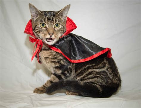 8 Quick And Easy Cat Halloween Costumes Vetbabble