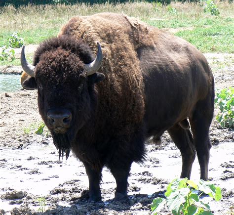 Filebison Bull In Nebraska Wikipedia