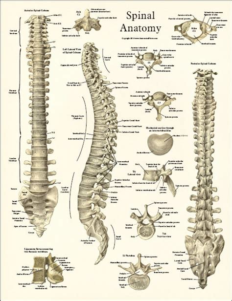 Back Bones Anatomy Chart Spine Anatomy Posters Clinical Charts And Porn Sex Picture