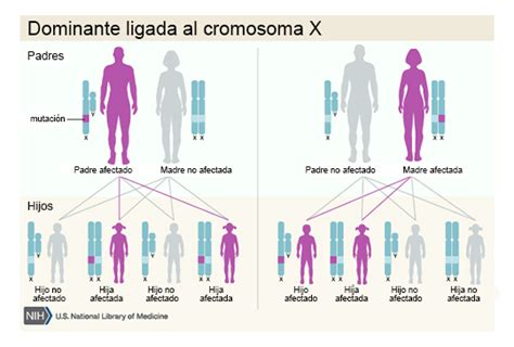 Cromosoma X Todo Tiene Un Porque