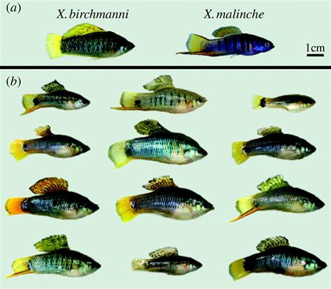 Wild Swordtail Id Guide Aquarium Fish Fish Pet Swordtail Fish