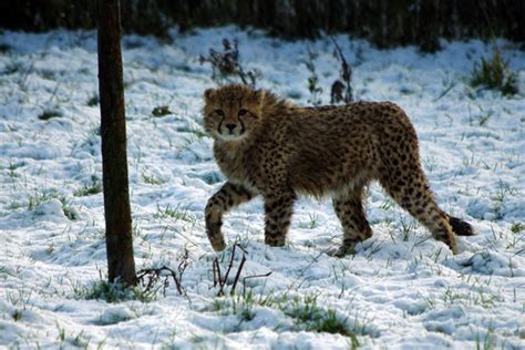 Cute Animal Picture Of The Day Cheetahs In The Snow
