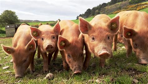 A Quet en Beaumont un élevage de cochons en plein air