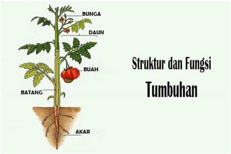 Struktur Dan Fungsi Jaringan Tumbuhan Pada Gambar Tersebut ...