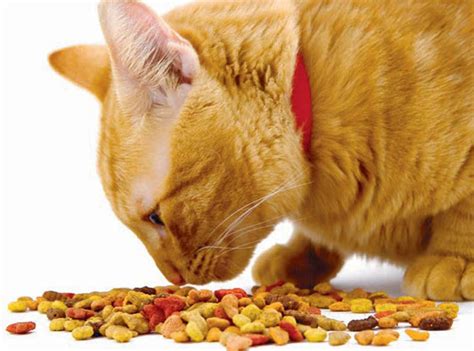 What to feed your cat — wet food or dry food? Your Cat | Should I feed my cat wet or dry food? | Feline ...