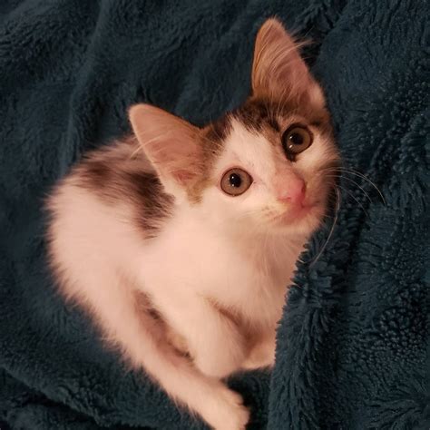 Mona Lisa Vito – Feral Friends Community Cat Alliance