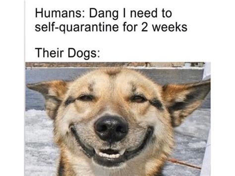 These Hilarious Memes Describe Our Pets Coronavirus Quarantine Film