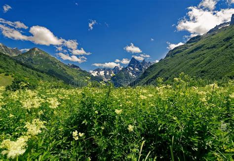 Beautiful View Of Alpine Meadows In The Caucasus Mountains Stock Image