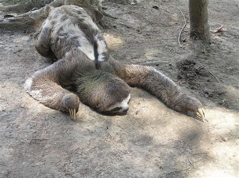 Funny Sloths Photos Funny Animals
