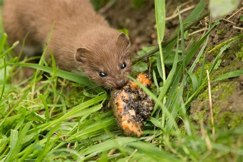 Stoats And Weasels Which Is Which And How To See Them All Things