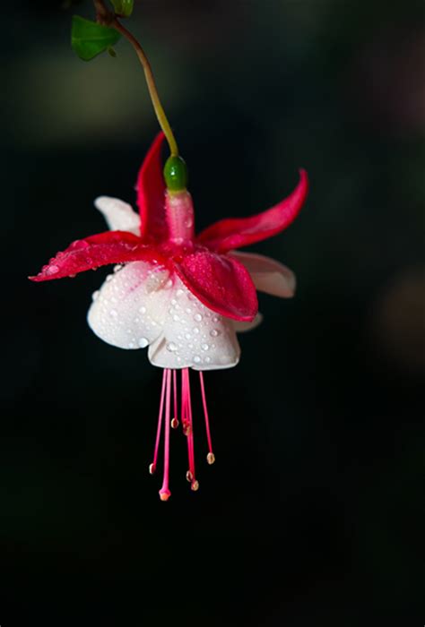 How do you write in lieu of flowers. How to Photograph Flowers, Part 1 | Apogee Photo Magazine