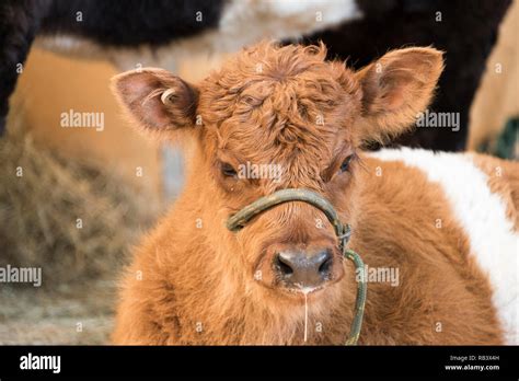 Curly Cow Hi Res Stock Photography And Images Alamy