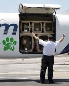 American airlines cargo offers a 50. Requirements for Overseas Travel and Pet Microchips. We ...