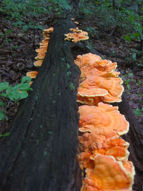 The 25 Best Edible Wild Mushrooms Ideas On Pinterest