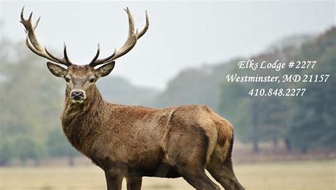 Welcome to richmond elks lodge & country club. Elks.org :: Lodge #2277 Home