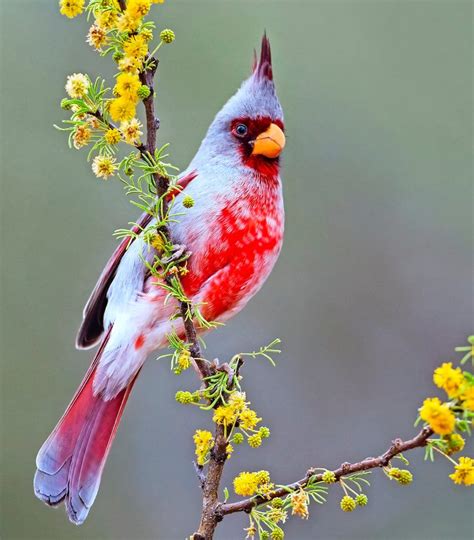 Meet The Pyrrhuloxia Desert Cardinal Of The Southwest Birds And Blooms