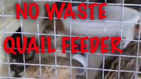 The hay rack is made of wood and has no chemicals or paints on it that could be dangerous for your pet if it is a fun diy toy as well as a practical hay feeder all in one. DIY no waste quail feeder. - YouTube