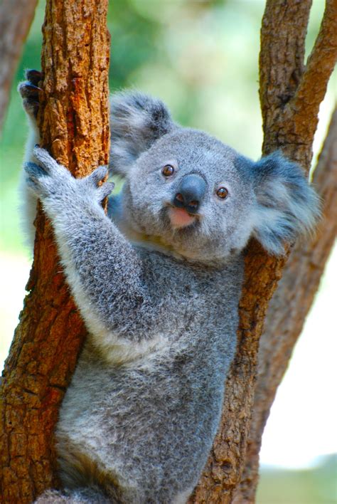 Koala Bear On Brown Tree Branch Photo Free Koala Image On Unsplash