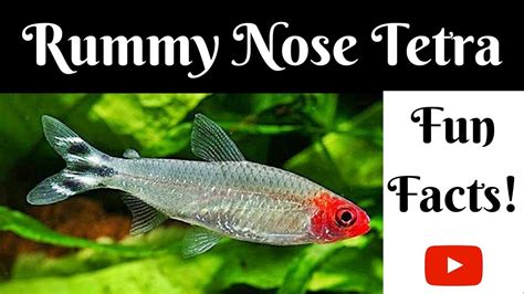 Rummy Nose Tetra Fun Facts Youtube