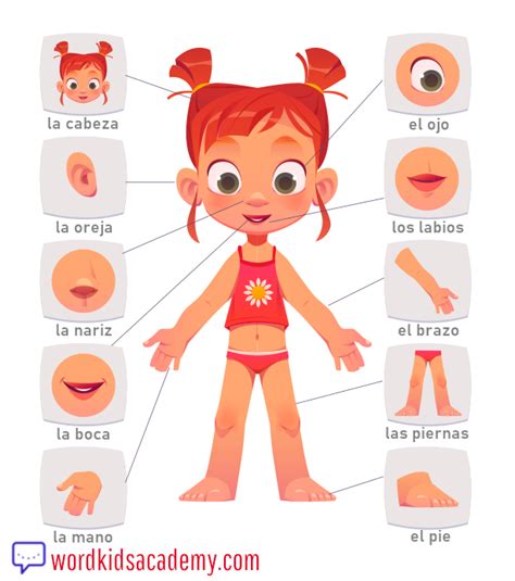 Vocabulario del cuerpo humano en español para niños