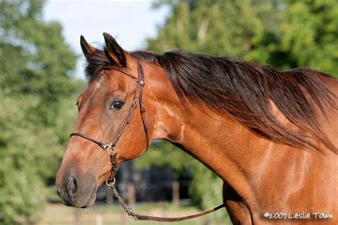 Head Shot Of A Standardbred Standardbred Horse Horses Pretty Horses