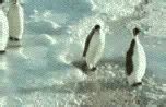 Das urheberrecht liegt bei den jeweiligen künstlern. Lustige Animationen bild | Lustig, Witzige tierbilder ...