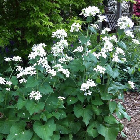 Insect pests can hitch a ride indoors on other plants and pets, and some houseplants are even infected or infested when purchased. White money plant | Plants, Money plant, Herbs