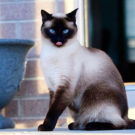 Siamese Cats Facts About Them That You Need To Know Before Adopt