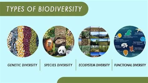 What Are The Types Of Biodiversity And Why It Matter To Us Ecowowlife
