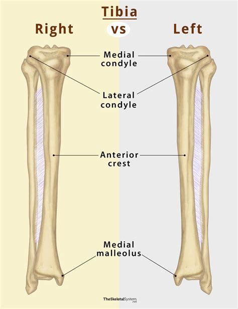 Tibia Shin Bone Definition Location Anatomy And Diagrams
