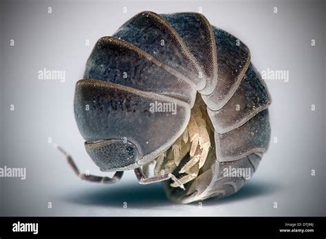 Insect Armor Hi Res Stock Photography And Images Alamy