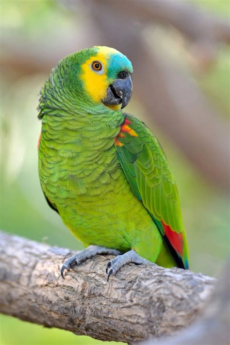 Everything you love about souq is now on amazon.sa. Blue Fronted Amazon - Curacao ZOO - Parke Tropikal