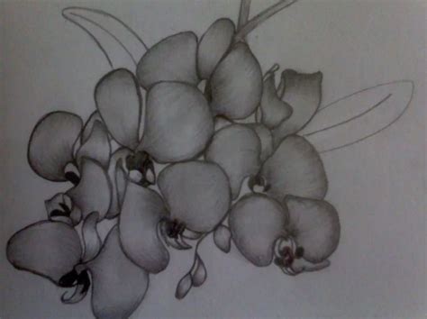 39+ Gambar Sketsa Bunga Indah, Sakura, Mawar, Melati ...