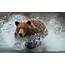 Brown Bear Running Through Water  Trends Wallpaper
