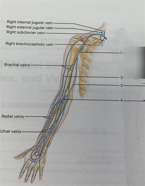 4011 Veins Of The Upper Limb And Shoulder Diagram Quizlet