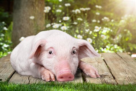 39 Cute Animals Pigs  Temal