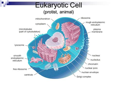 Eukaryotic Cell Labeled