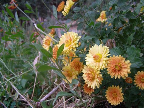 May 11, 2004 · the funny thing is, the song ended up reflecting a lot of what was going on in my life at the time: Orange mums | Orange mums, My flower, Flowers