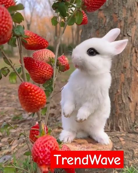 🐰 Hare Larious Hijinks Get Ready To Lol With Our Viral Rabbit Comedy