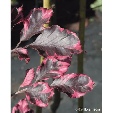 Fagus Sylvatica Purpurea Tricolor