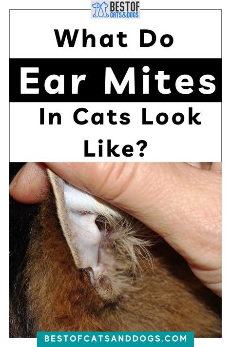 What Do Ear Mites In Cats Look Like What To Look For Cat Ear Mites