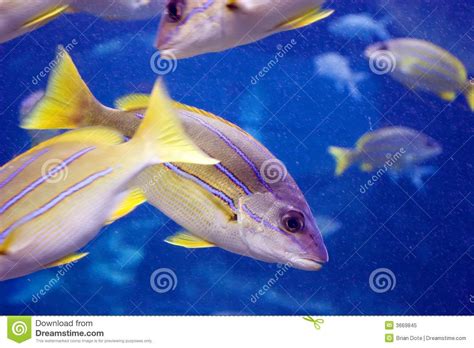 Yellow And Blue Striped Fish Blue Striped Yellow Fish Royalty Free