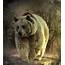 Bear In The Woods Digital Art By Ali Oppy