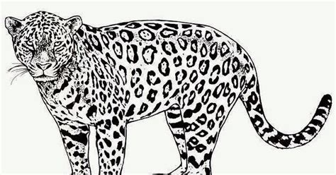 Cheetah coloring pages for kids. Cheetah coloring page | Free Coloring Pages and Coloring ...